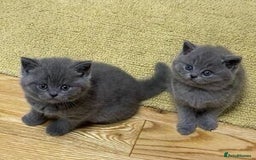 British Shorthair cats for sale: BSH kittens ready next week - Image 3