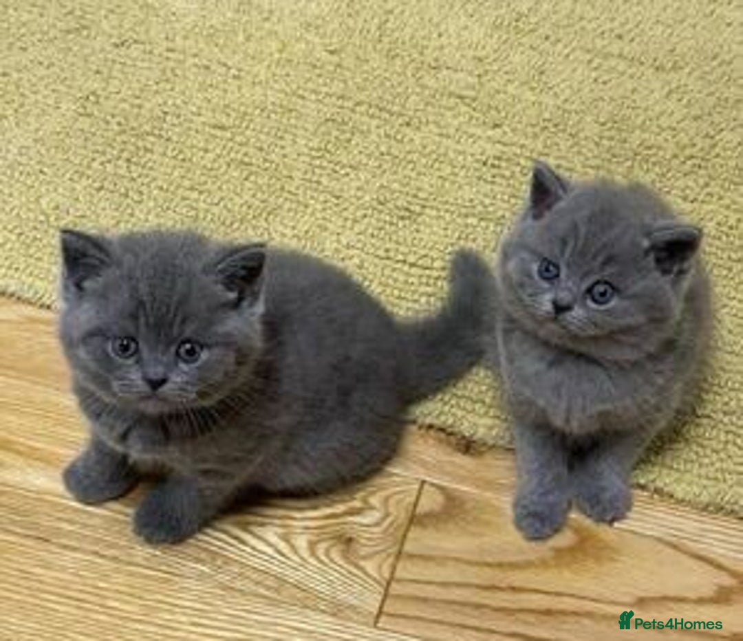 British Shorthair cats for sale: BSH kittens ready next week - Image 3