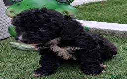 Cockapoo dogs for sale: ** BEAUTIFUL LITTER OF COCKAPOOS ** - Image 36