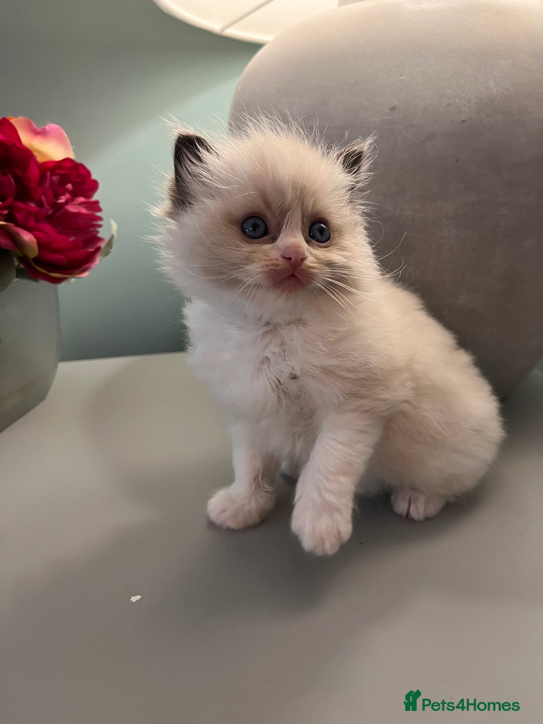 Ragdoll cats for sale: Genuine Ragdoll kittens from pedigree parents.  - Advert 10