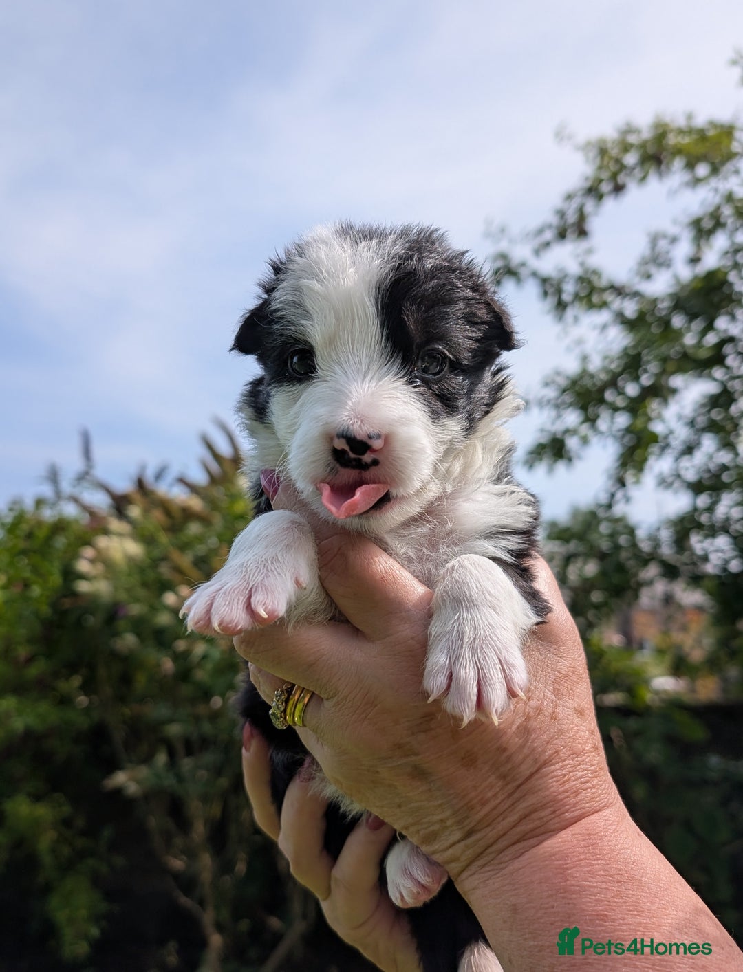 Border Collie dogs for sale: Border Collie Pups - house reared - Image 10