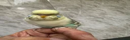 Budgerigars birds for sale: Budgie  - Advert 2