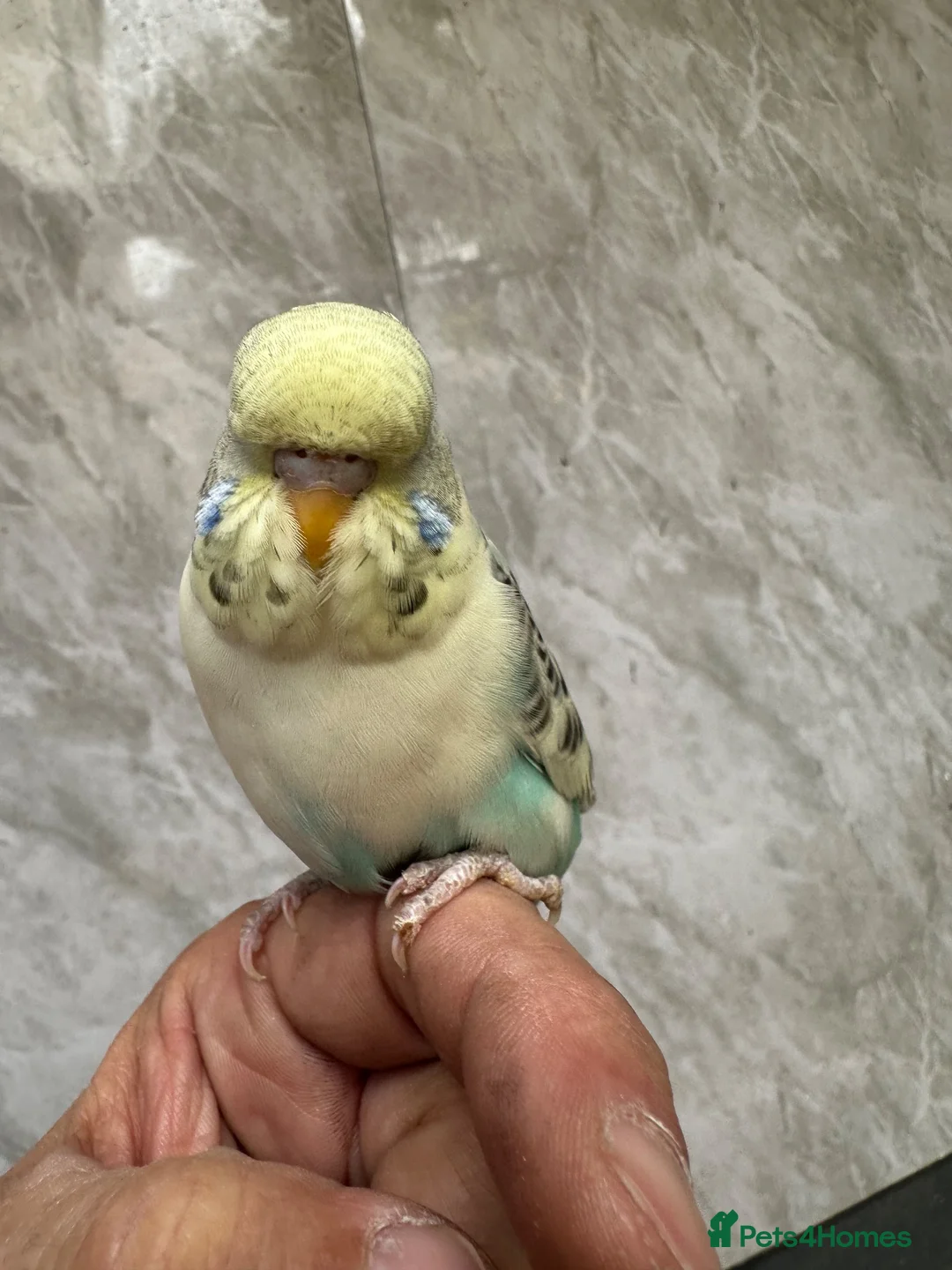 Budgerigars birds for sale: Budgie  - Advert 2