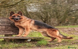 German Shepherd dogs for stud: KC Registered German Shepherd Stud in Stafford - Image 2