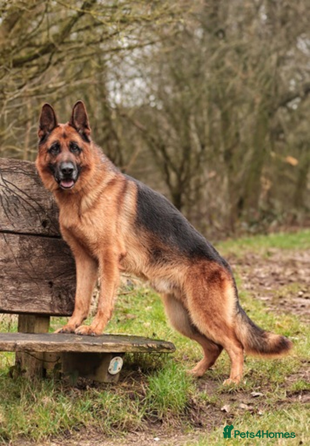 German Shepherd dogs for stud: KC Registered German Shepherd Stud in Stafford - Image 2