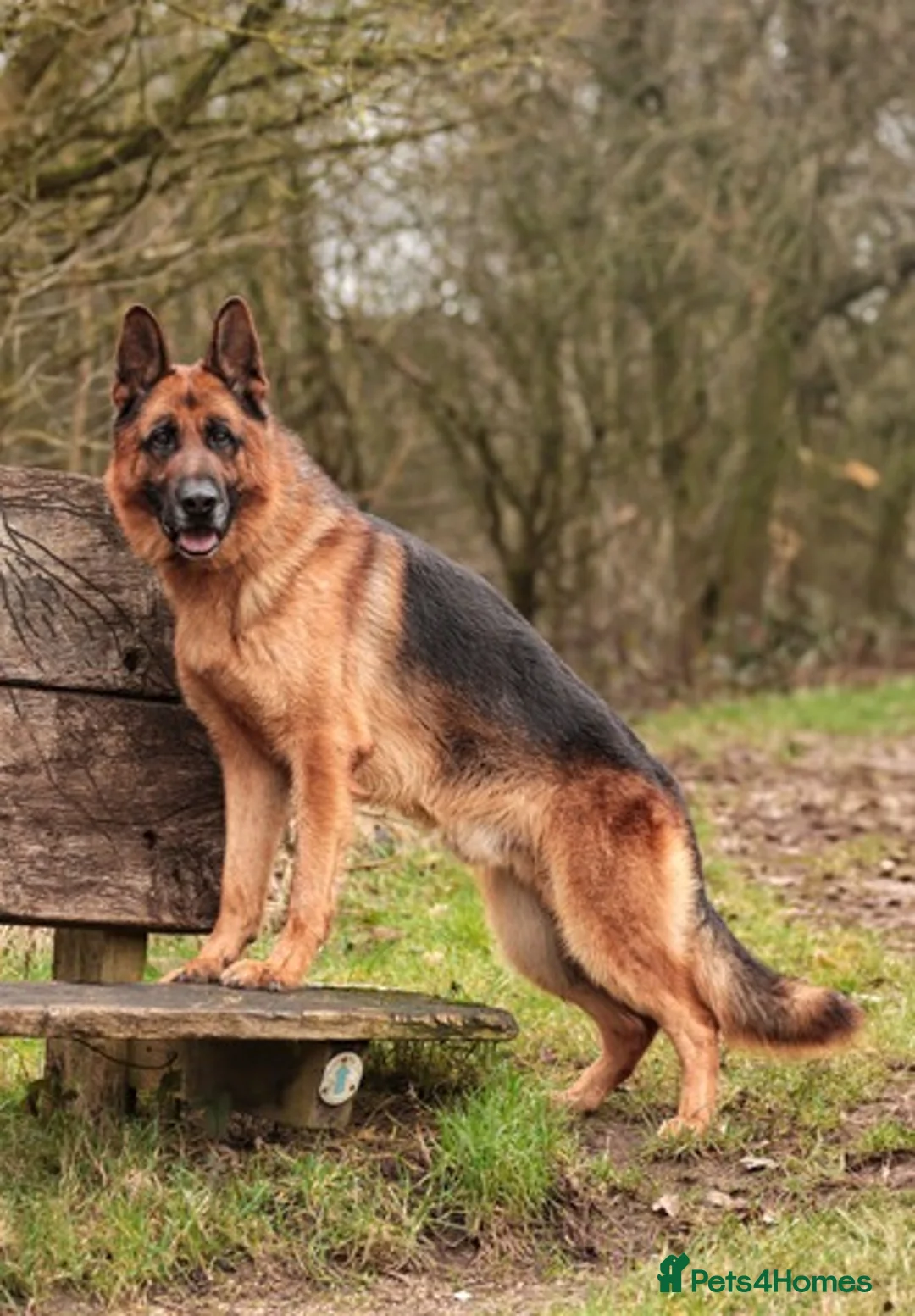 German Shepherd dogs for stud: KC Registered German Shepherd Stud in Stafford - Advert 2