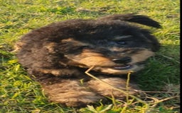 Mixed Breed dogs for sale: ABSOLUTELY STUNNING FOXYPOO PUPPIES - Image 4