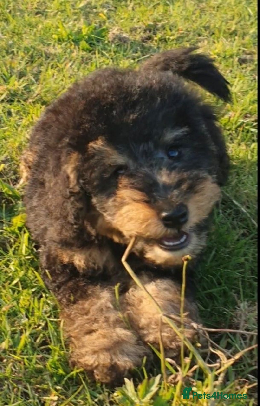 Mixed Breed dogs for sale: ABSOLUTELY STUNNING FOXYPOO PUPPIES - Image 4