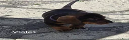 Dachshund dogs for sale: Stunning Standard Dachshund Puppies Ready Now - Advert 3