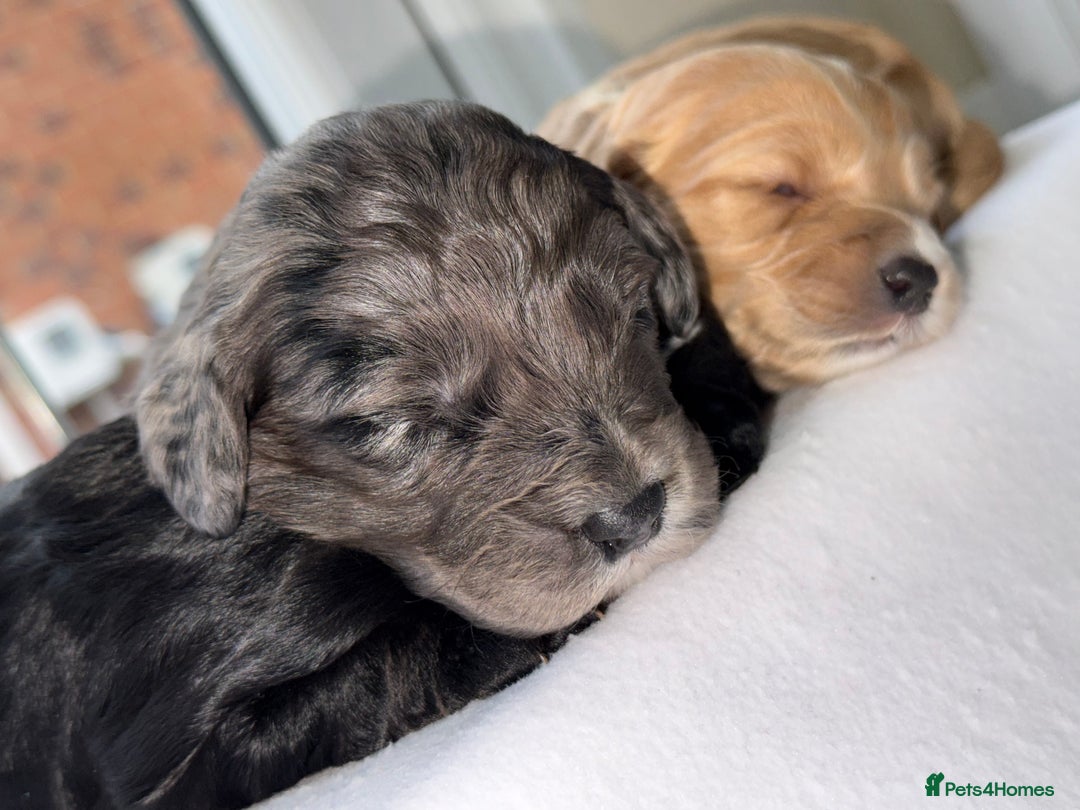 Cockapoo dogs for sale: F1 COCKAPOO PUPS - Advert 10
