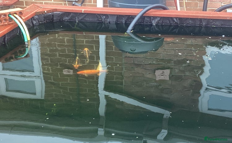 Koi Carp fish - Advert 1