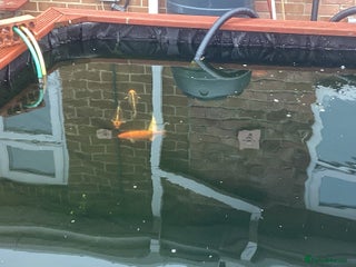 Koi Carp fish - Advert 7