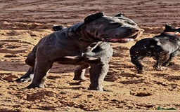 Cane Corso dogs for sale: Male cane corso - Image 8