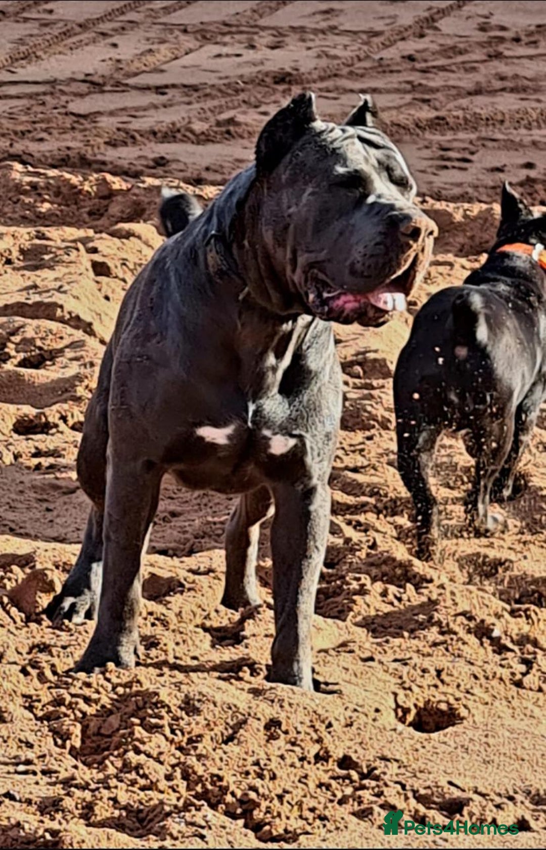 Cane Corso dogs for sale: Male cane corso - Image 8