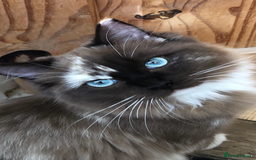 Ragdoll cats for sale: Tica reg seal sepia Cherubim Ragdoll year old girl - Image 2