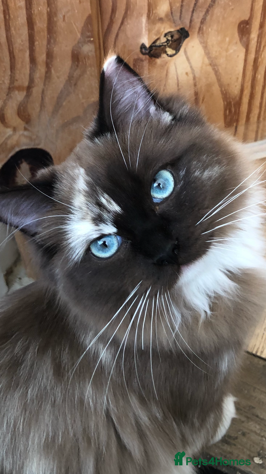 Ragdoll cats for sale: Tica reg seal sepia Cherubim Ragdoll year old girl - Image 2