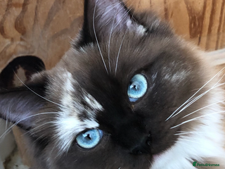 Ragdoll cats Tica reg seal sepia Cherubim Ragdoll year old girl - Advert 7