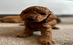 Cockapoo dogs for sale: Beautiful Cockapoo F2 puppies  - Image 8