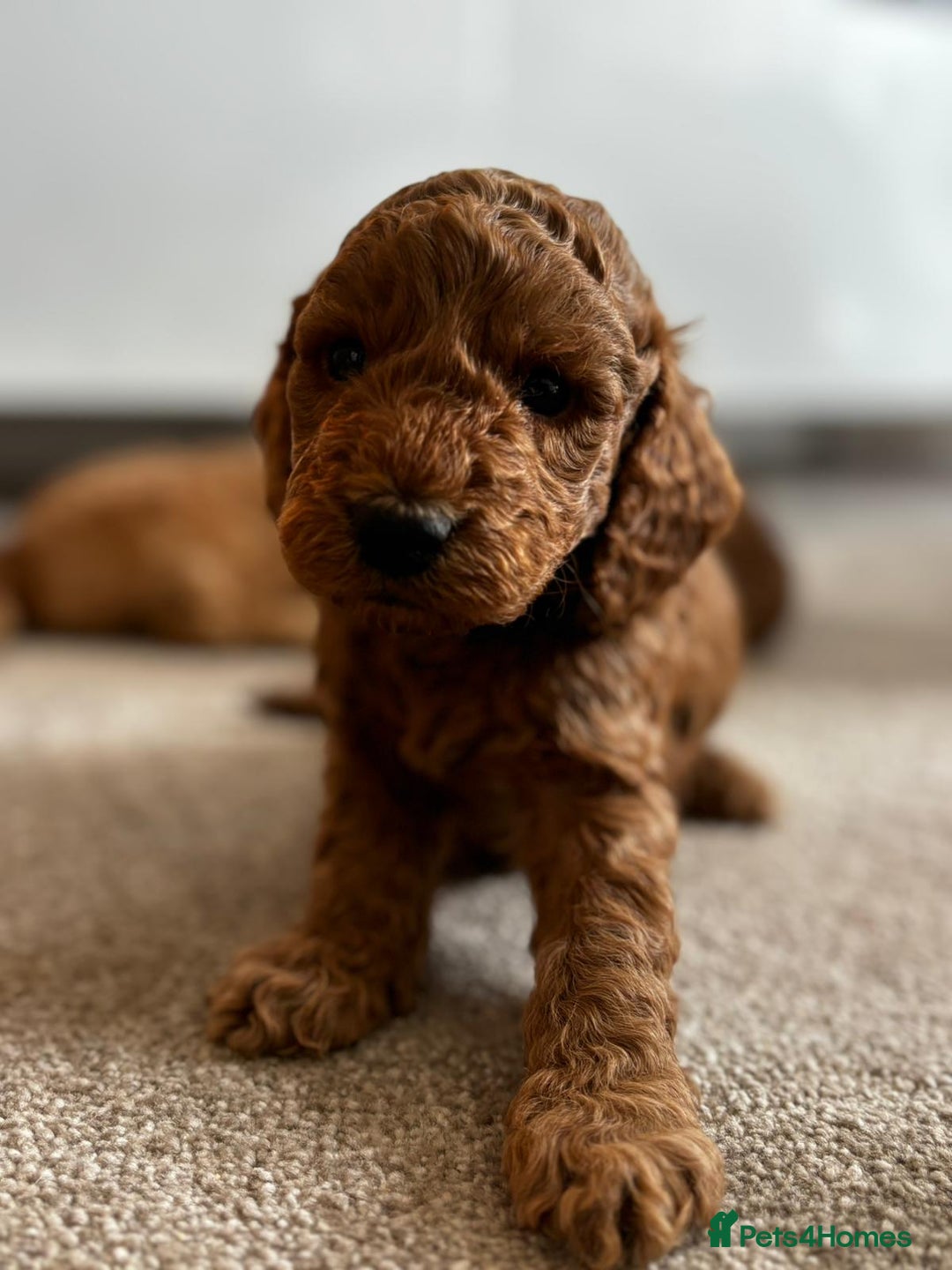 Cockapoo dogs for sale: Beautiful Cockapoo F2 puppies  - Image 8