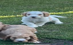 Cavapoo dogs for sale: ⭐️ Mini cavapoo puppies (toy poodle x cavalier)⭐️ - Image 5