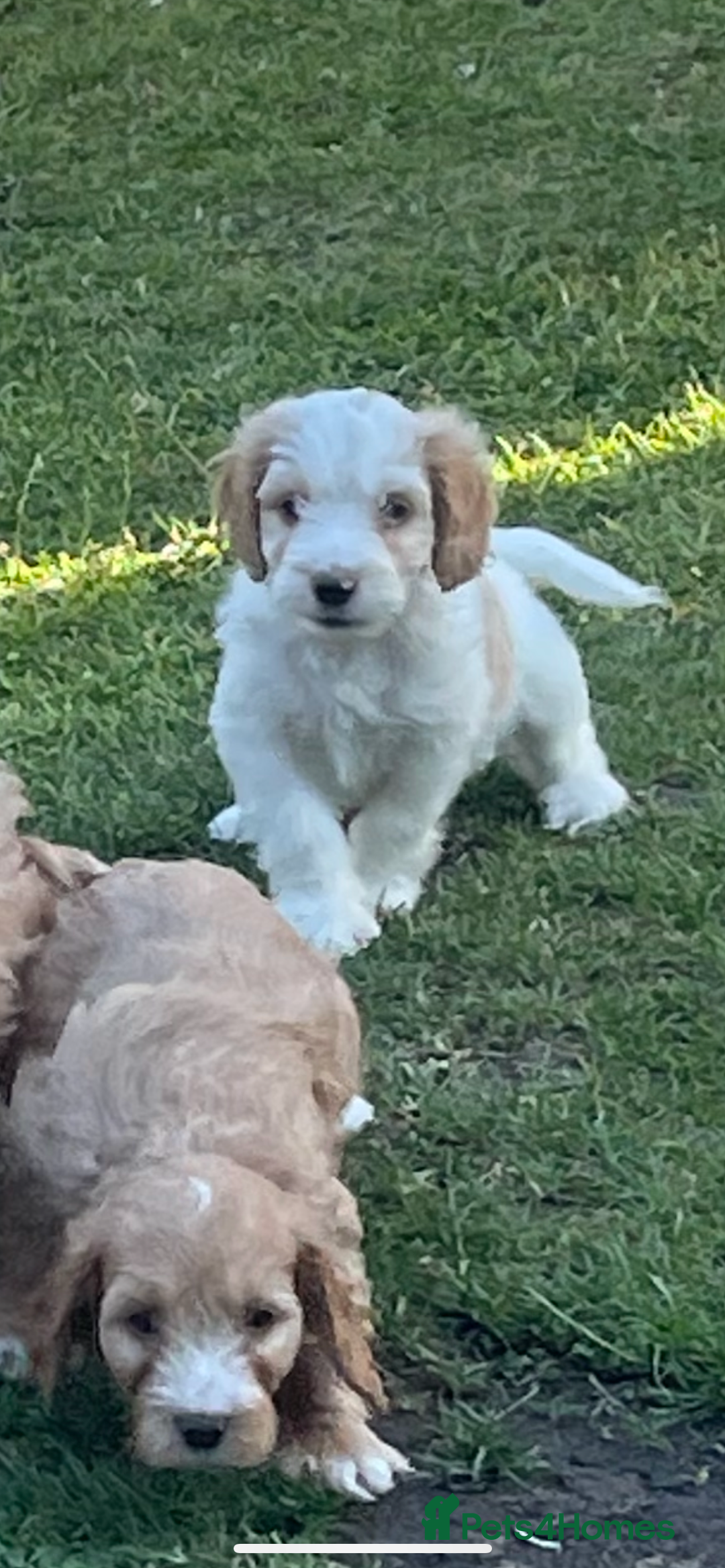 Cavapoo dogs for sale: ⭐️ Mini cavapoo puppies (toy poodle x cavalier)⭐️ - Image 5