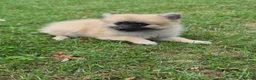Pomchi dogs for sale: 3/4 Pomeranian (Pomchi's) - Advert 4