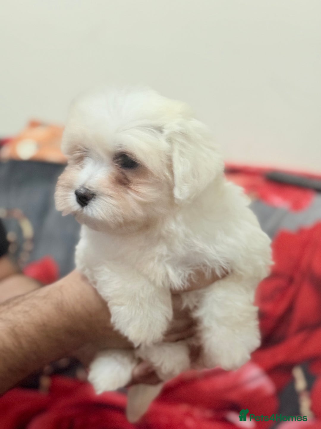 Havanese dogs for sale: Bichon havanesee puppies  - Image 5