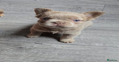 French Bulldog dogs - Advert 11