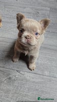 French Bulldog dogs - Advert 7
