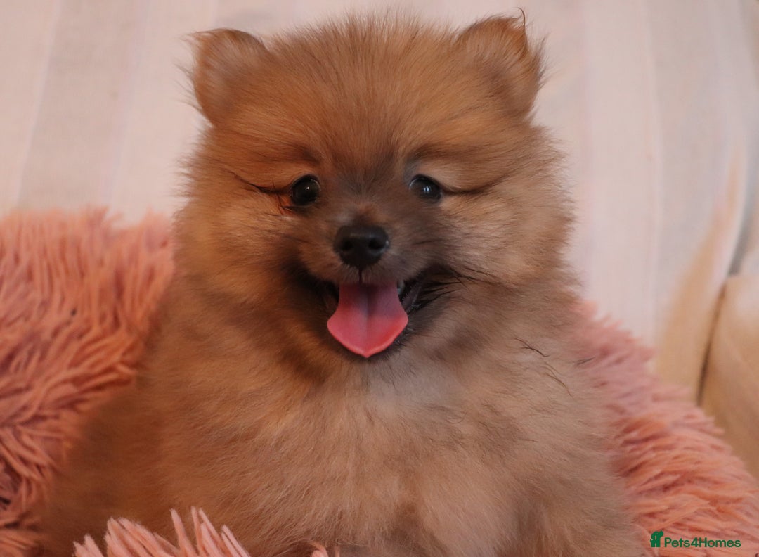 Pomeranian dogs for sale: Purebred Pomeranian Pups Raised with Love in LDN - Image 23