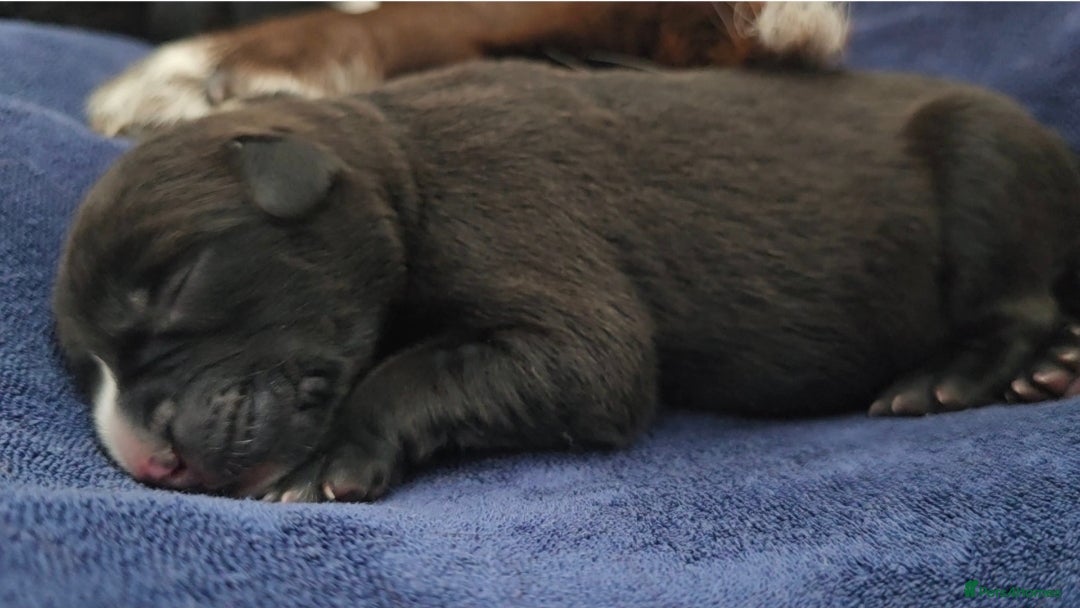 Mixed Breed dogs for sale: Short haired Collie pups - Image 21