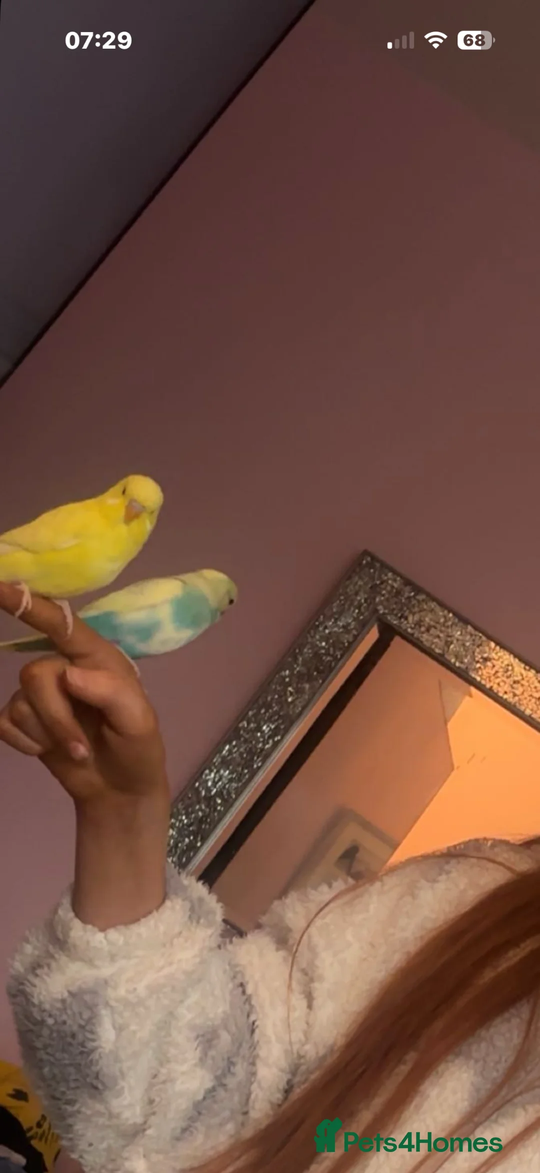 Budgerigars birds for sale: 4 month old budgie  - Advert 3