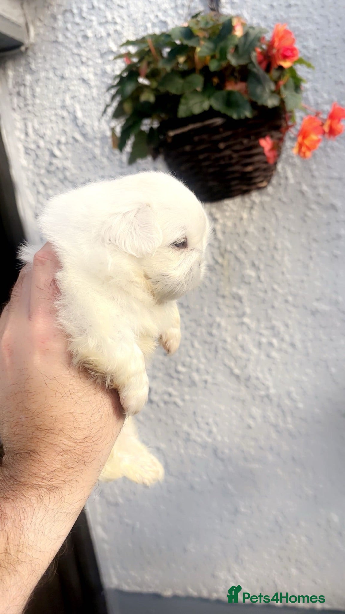 Pekingese dogs Stunning high quality Pekingese puppies  - Advert 2