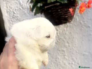Pekingese dogs Stunning high quality Pekingese puppies - Advert 5