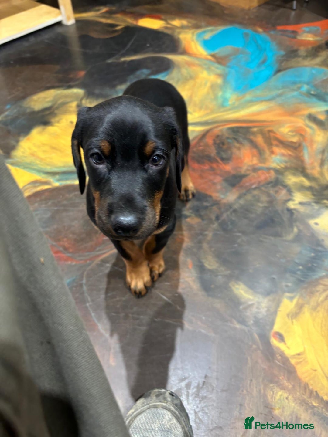 Dobermann dogs for sale: Black and Tan Doberman puppies for sale  - Advert 6