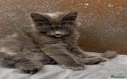 Maine Coon cats for sale: Championship bloodline GCCF Maine Coon kittens - Image 11