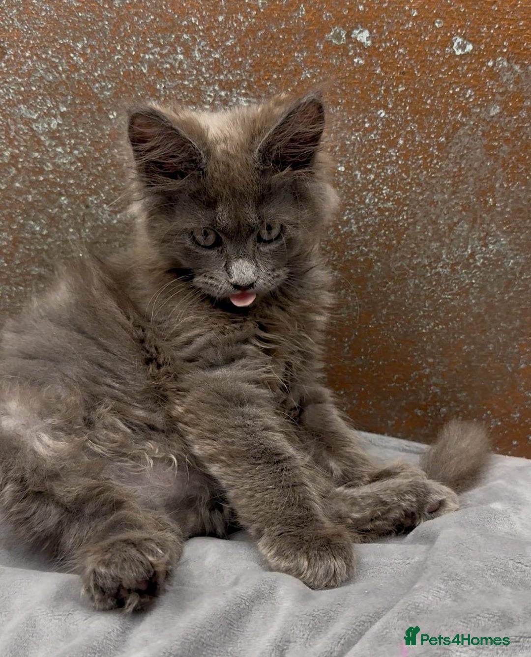 Maine Coon cats for sale: Championship bloodline GCCF Maine Coon kittens - Image 11