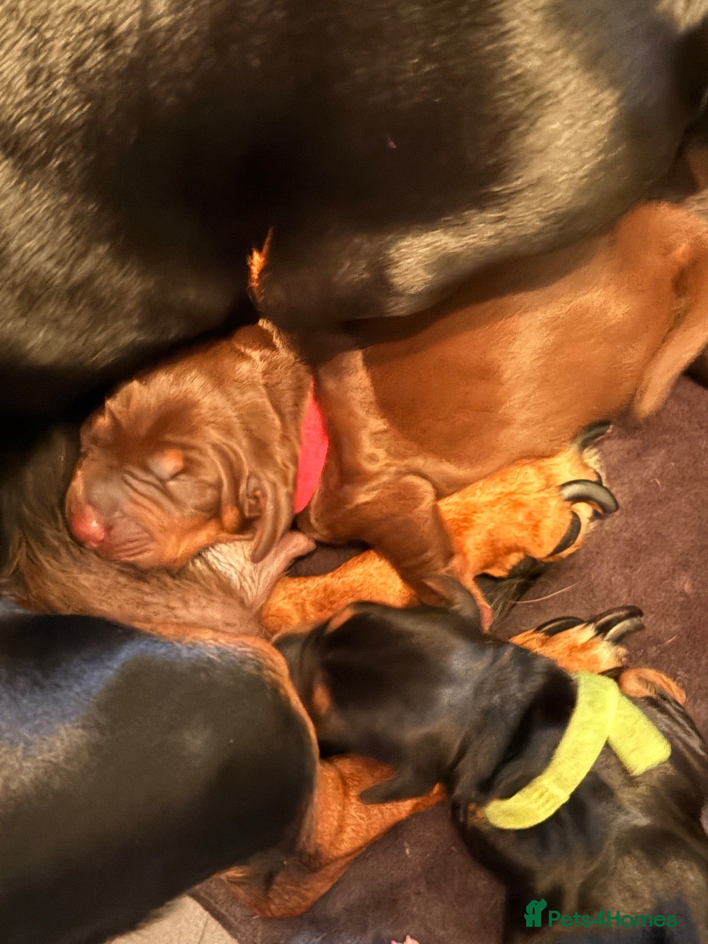 Dachshund dogs Gorgeous litter of dachshunds!!  - Advert 2