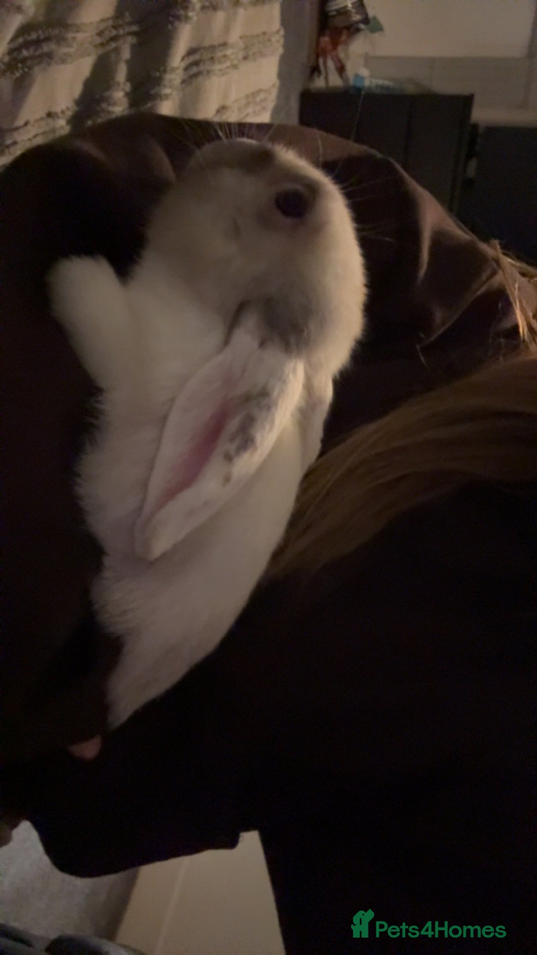 Mini Lop rabbits for sale: 2 rabbits for sale  - Advert 3