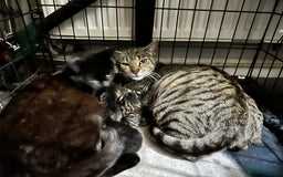 Domestic Shorthair cats for sale: 2 kittens remaining - Image 5