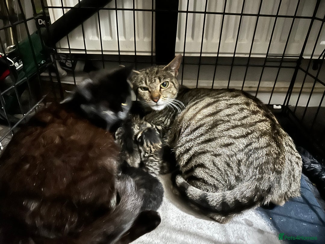 Domestic Shorthair cats for sale: 2 kittens remaining - Image 5