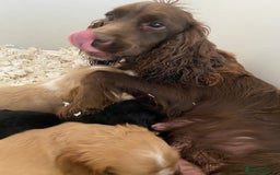 Mixed Breed dogs for sale: American x working cocker spaniel - Advert 2