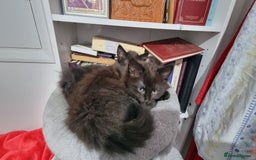 Turkish Angora cats for sale: Beautiful Fluffy Kittens Looking for Loving Homes - Image 20