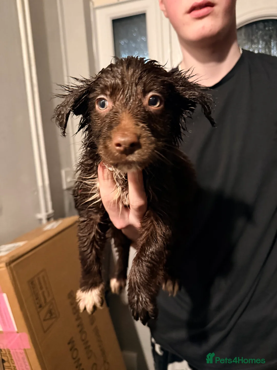 Border Collie dogs for sale: Puppies in Southwell - Advert 11