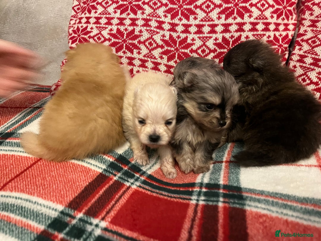 Pomeranian dogs for sale: Stunning Pomeranian puppys - Advert 12