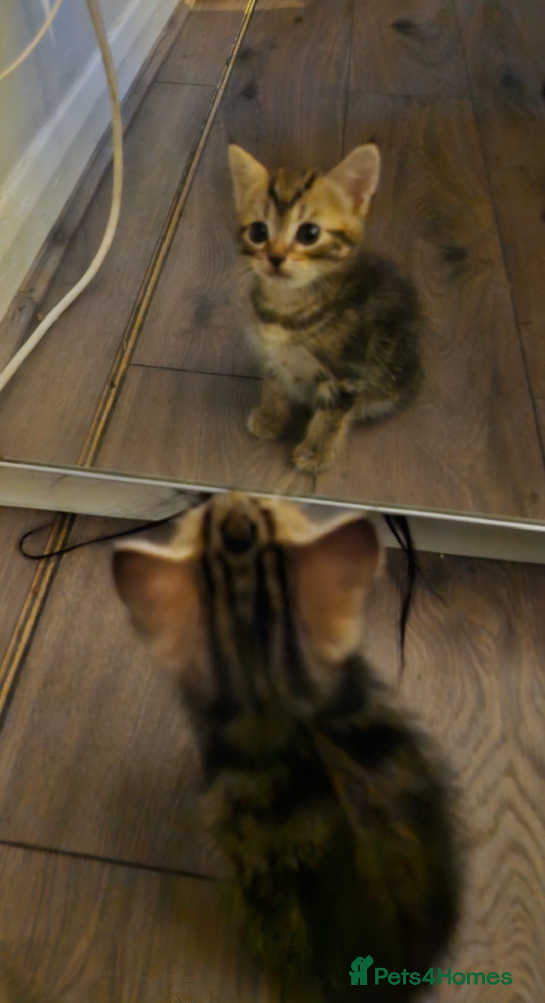 Mixed Breed cats for sale: 3 kittens for sale  - Image 5