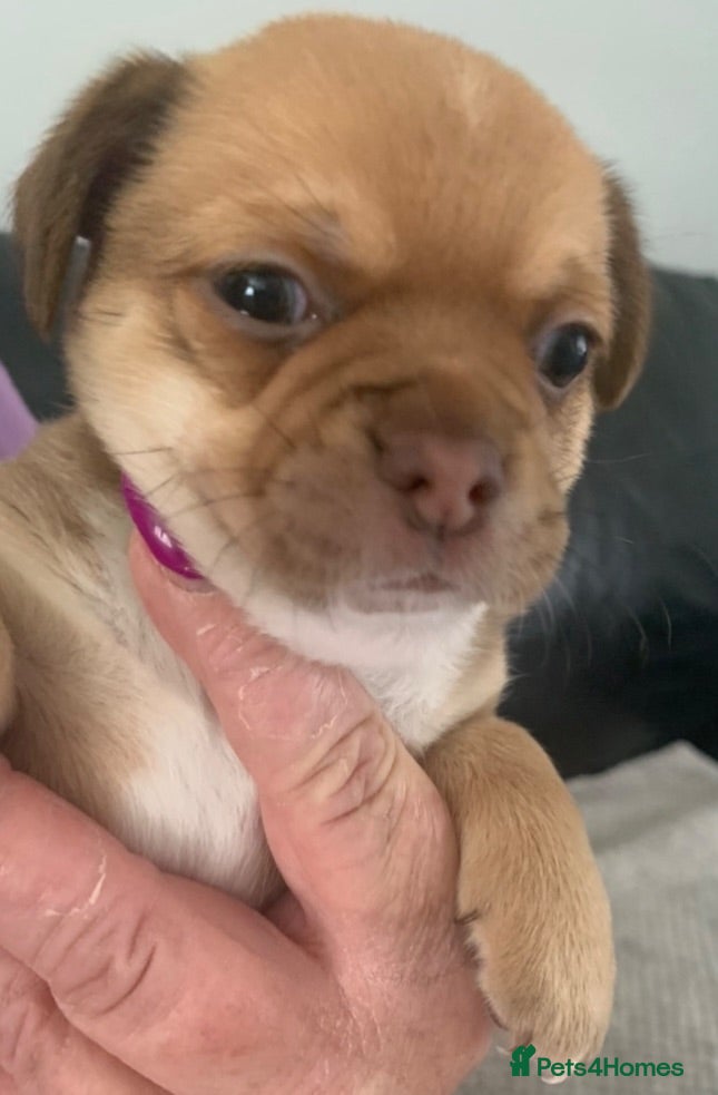 Chihuahua dogs Chihuahua 1 short haired beautiful boy - Advert 1