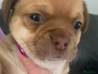 Chihuahua dogs Chihuahua 1 short haired beautiful boy - Advert 1
