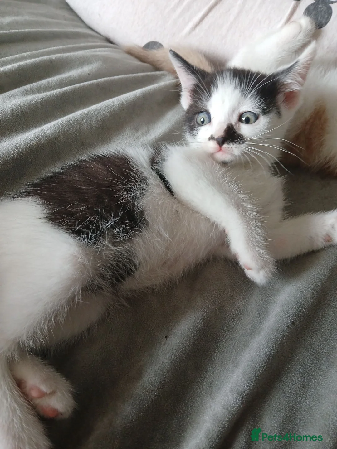 Mixed Breed cats for sale: Kittens ready to look for homes  - Advert 1
