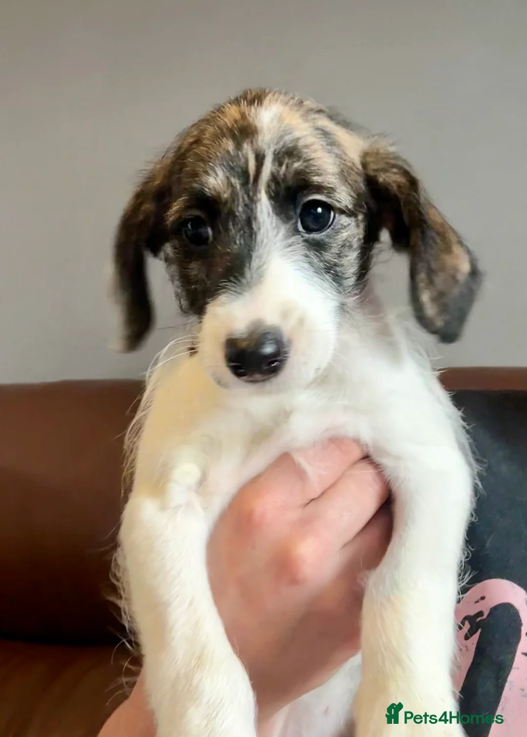 Mixed Breed dogs for sale: Whippet x Poodle READY NOW - Advert 35